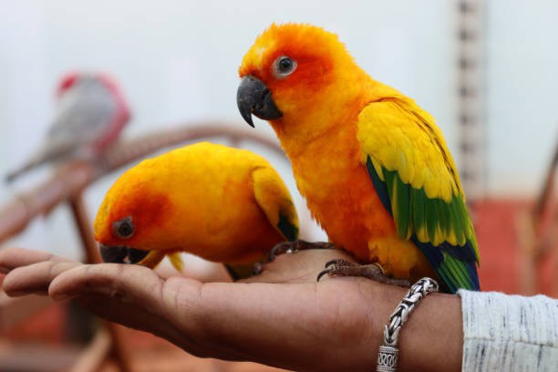 Click image for larger version

Name:	vet-sun-conure-gioi-thieu-ve-loai-chim-dep-va-thong-minh.jpg
Views:	8
Size:	49.4 KB
ID:	5849