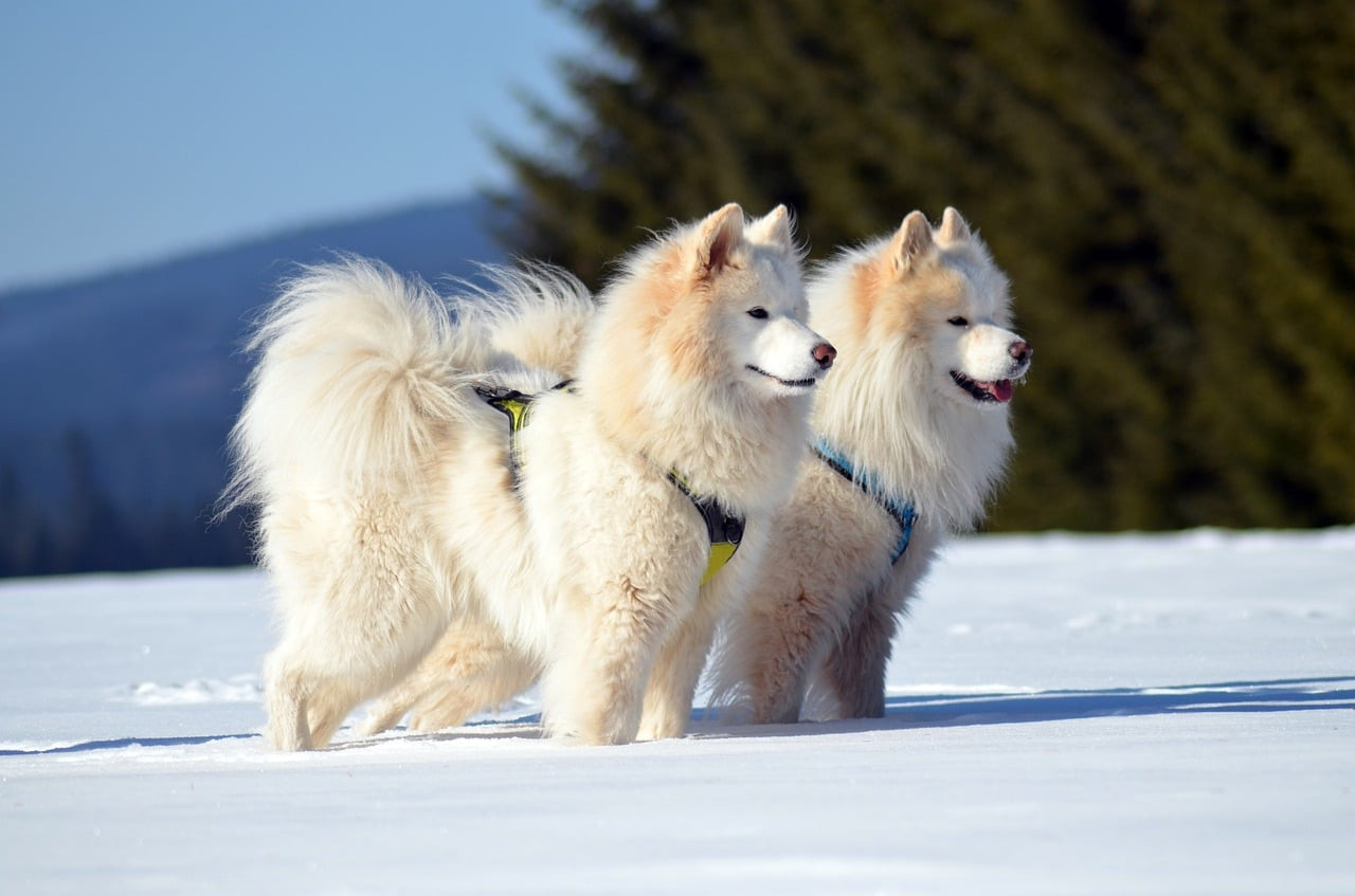 Click image for larger version

Name:	two-samoyeds-in-snow.jpg
Views:	4
Size:	151.5 KB
ID:	12057