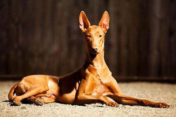 Click image for larger version

Name:	Pharaoh-Hound-laying-down-in-profile.jpg
Views:	4
Size:	65.1 KB
ID:	12060