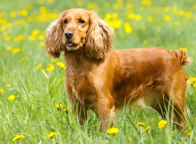 Click image for larger version

Name:	Cho-Cocker-Spaniel-Anh-2.jpg
Views:	4
Size:	142.1 KB
ID:	12061