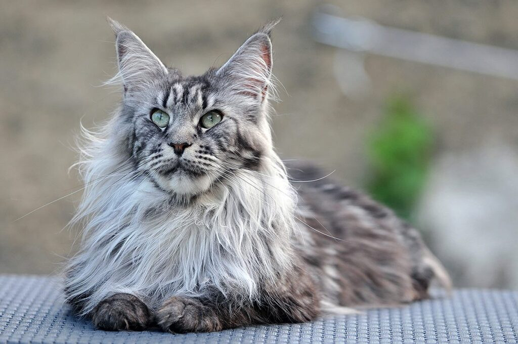 Click image for larger version

Name:	d1fd3656-meo-maine-coon-thumb.jpg
Views:	4
Size:	168.7 KB
ID:	12069