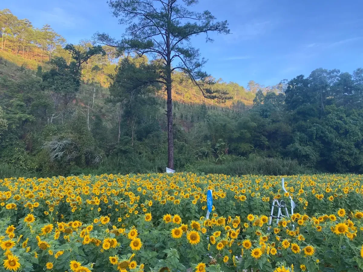 Click image for larger version

Name:	dalat-camp-2.webp
Views:	4
Size:	238.1 KB
ID:	29802