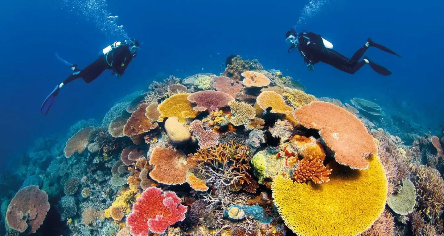 Click image for larger version

Name:	reef_1.webp
Views:	0
Size:	177.3 KB
ID:	31474