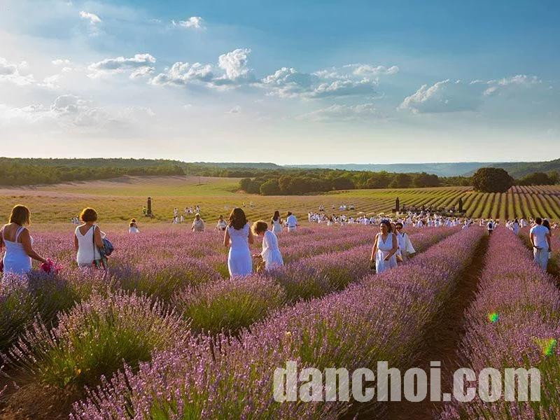 Click image for larger version

Name:	Festival-campos-de-lavanda-de-brihuega-800x600-2.jpg
Views:	6
Size:	159.9 KB
ID:	32612