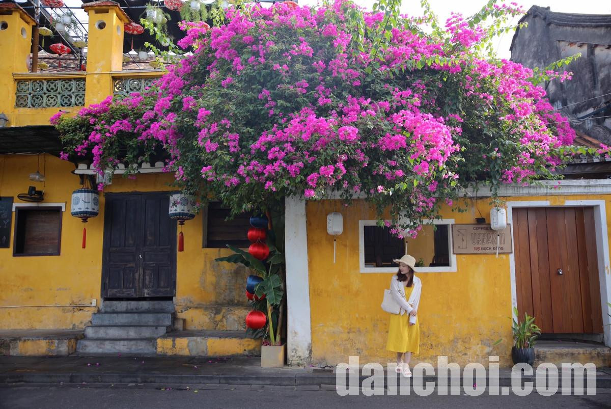 Click image for larger version

Name:	hoa-giay-hoi-an.jpg
Views:	10
Size:	328.3 KB
ID:	32746