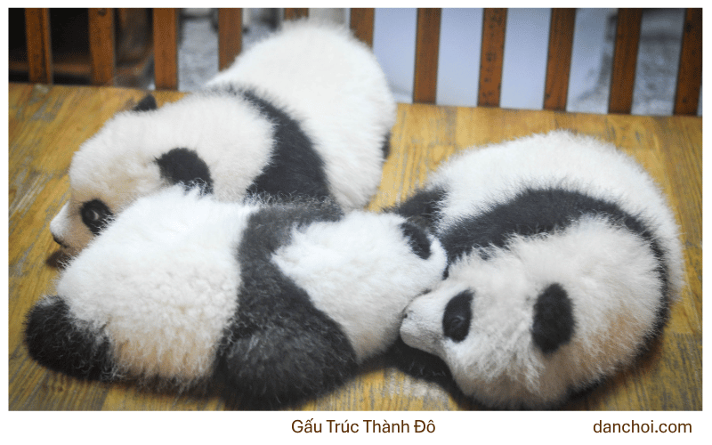 du lịch thành đô