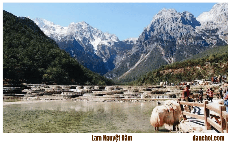 ngọc long tuyết sơn
