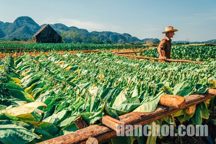 Click image for larger version

Name:	tobacco-farm-cuba-istock-07535294.jpg
Views:	6
Size:	173.3 KB
ID:	34703