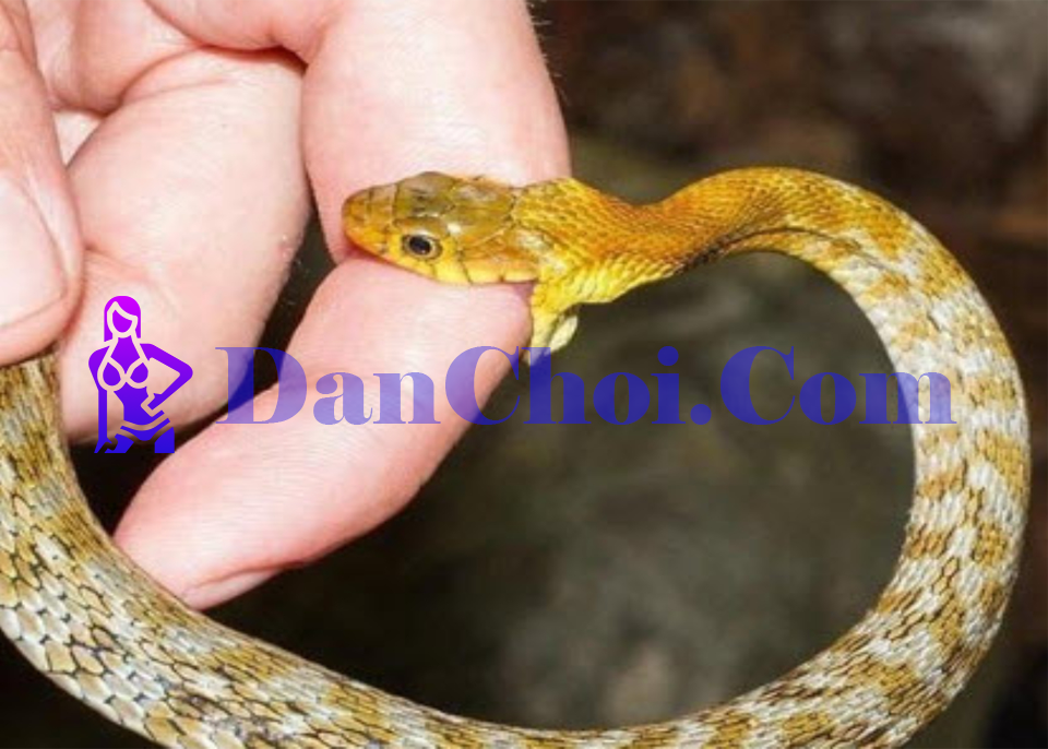 Nằm mơ rắn cắn đánh con gì