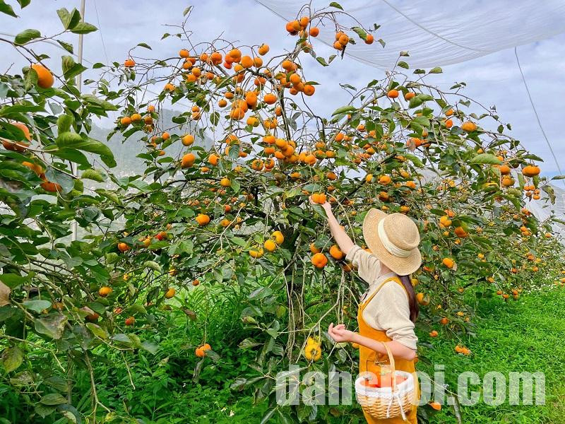 Click image for larger version

Name:	muahongchindalatvaothangmay.jpg
Views:	2
Size:	282.3 KB
ID:	36426