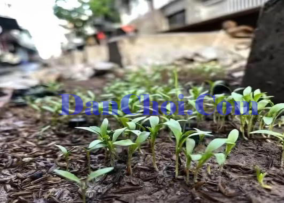 Rau má mọc bên đường ray, thanh niên trồng vườn rồi bị công nhân “hốt sạch” khiến dân mạng cười xỉu 🤯🌱