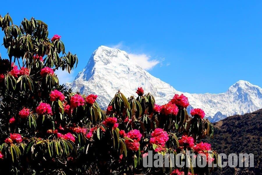 Click image for larger version

Name:	Nepal-mua-xuan-Khi-hau-Nepal-theo-mua.jpg
Views:	6
Size:	168.6 KB
ID:	41443