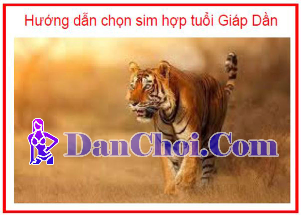Sim phong thủy tuổi Dần – Bí quyết “kích vận đổi đời”