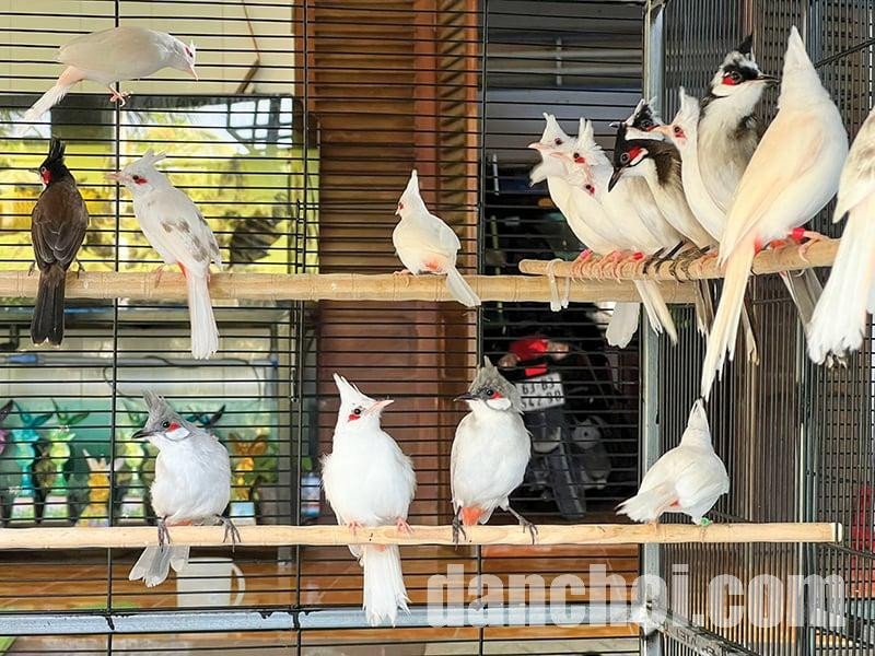 Click image for larger version  Name:	nuoi-chim-chao-mao-dot-bien-o-tien-giang-ban-gia-cao-tu-15-den-200-trieu-dong-moi-con-1-1916.jpg Views:	0 Size:	184.5 KB ID:	43376