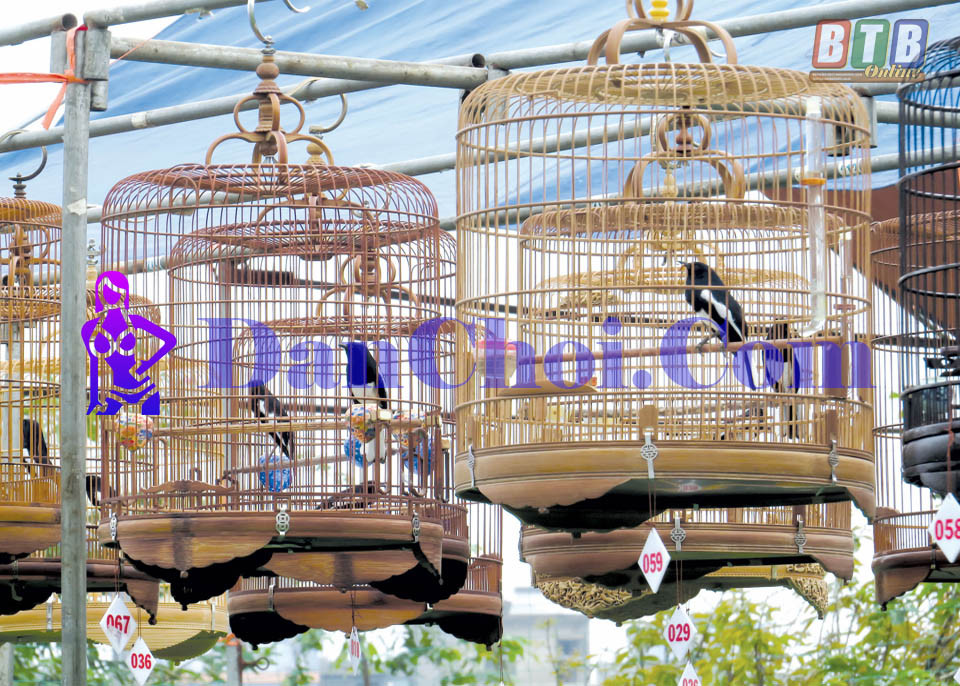 2 chiến lược kinh doanh từ thú chơi chim cảnh bạn chưa biết