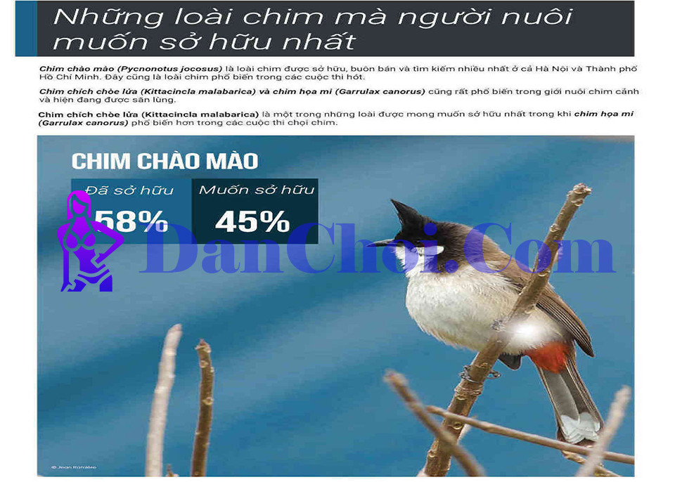 Trào lưu nuôi chim cảnh online: Từ chia sẻ clip đến săn lùng chim rare