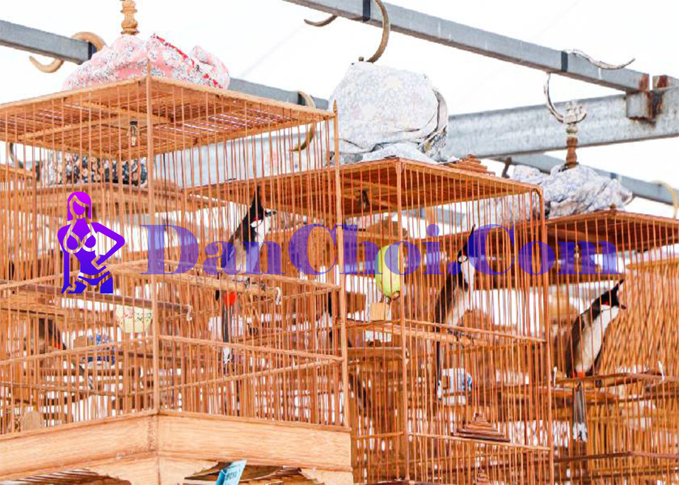 Kỹ thuật huấn luyện chim hót chuẩn bài – Bí kíp từ các dân chơi