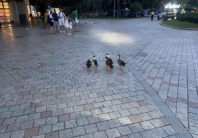 Click image for larger version

Name:	5896058078835803079522149054576743321387332n-1764245224863-17642452250881160891315.jpg
Views:	5
Size:	87.2 KB
ID:	46978