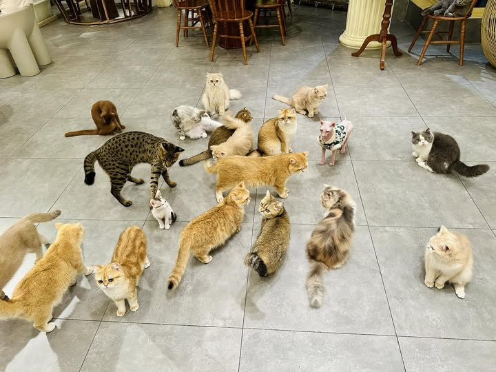 Biệt Thự Mèo - CATFEE Không gian Giáng Sinh như mơ giữa lòng thành phố