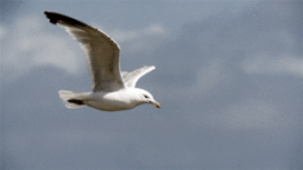 Click image for larger version

Name:	bd842d42260b6a147ad752459940e642.gif
Views:	0
Size:	32.1 KB
ID:	73088