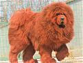 Click image for larger version

Name:	Tibetan-Mastiff-loai-khung.jpg
Views:	15
Size:	111.1 KB
ID:	12055