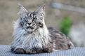 d1fd3656-meo-maine-coon-thumb.jpg