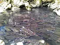 suoi-ca-than-cam-luong-1.webp
