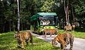 vinpearl-safari.jpg