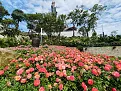 hoa-hong--17352849082661042103258.webp
