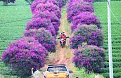 nong-truong-tra-olong-9223-2997.jpg.webp