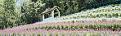 Lavender Cottage.jpg