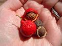 Quandong.jpg
