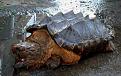 1-turtle-1435803163153.jpg