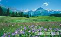 thi-tran-engelberg-4.jpg