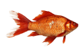 ĐÁNH CON GÌ CHO TRÚNG ĐỘC ĐẮC (8).png