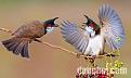 cac-loai-chim-chao-mao-pho-bien-1.jpg