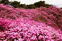 HOA_DO_QUYEN_NO_RO_THANG_2_TAM_DAO.webp